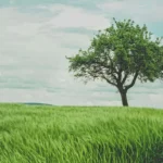 Dzień Drzewa 10 października – jak świętować i uczyć dzieci o roli drzew?